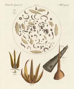 Microscopic Objects by German School