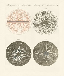 Microscopic View of the Crystallization of Metal