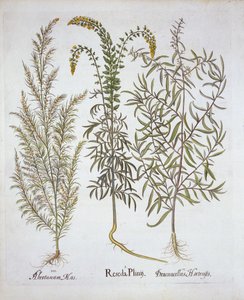 Mignonette, Southernwood, and Tarragon, from Hortus Eystettensis by German School