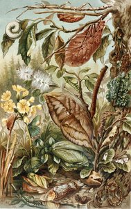 Mimicry of Insects, plate from "Brehms Tierleben: Allgemeine Kunde des Tierreichs", vol.9, p.10, published by Bibliographisches Institut