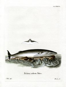 Minke Whale by German School