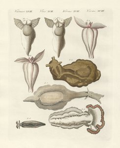 Molluscs