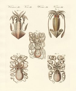 Molluscs or soft worms by German School