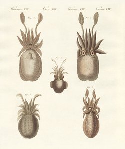 Molluscs or Soft Worms by German School