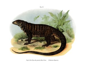 Monitor Lizard by German School
