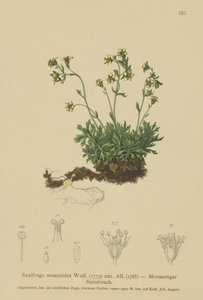 Mossy Rockfoil