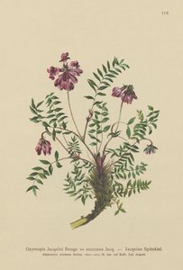 Mountain Milkvetch