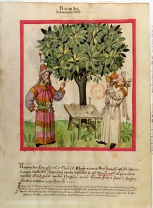 Harvesting Nutmeg, from Tacuinum Sanitatis