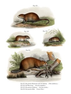 Muskrat