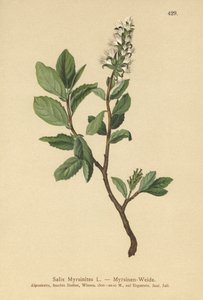 Myrtle Willow