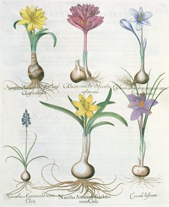 Narcissi, Crocuses and Hyacinth, from the Hortus Eystettensis by Basil Besler by German School