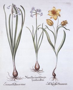 Narcissus, Tulip and Summer Snowflake, from Hortus Eystettensis by German School