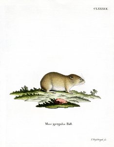Narrow-headed Vole by German School