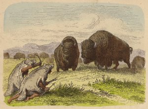 Native Americans Wearing Wolfskins Hunting Buffalo (Coloured Engraving)