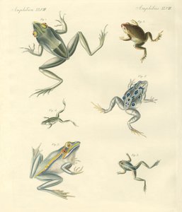 New-discovered Frogs and Toads by German School