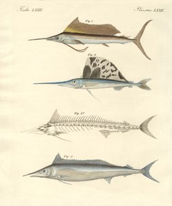New Mackerel-like Fish by German School