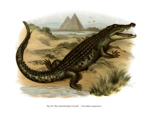 Nile Crocodile