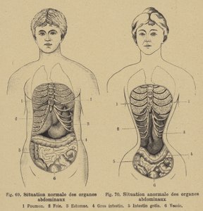 Normal situation of the internal organs of the abdomen in men and women by German School