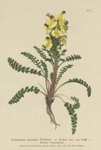 Oeders Lousewort by German School