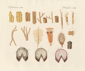 On the internal structure of the plants by German School