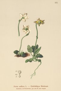 One-flowered Wintergreen by German School