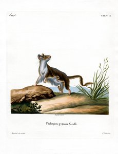 Opossum Mouse by German School