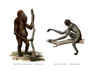 Orangutan by German School