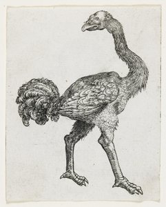 Ostrich