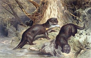Otter, plate from Brehms Tierleben