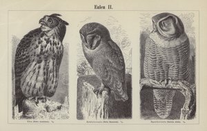 Owls by German School