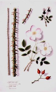 White Field Rose (Rosa silvestris alba) and Dog Rose (Rosa canina) c.1820