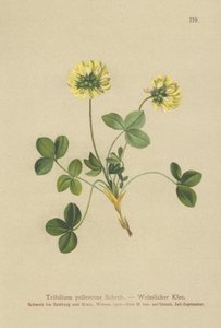 Pale Clover by German School