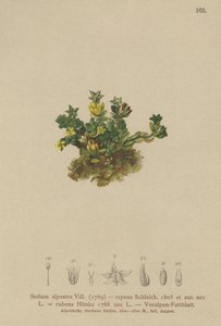 Pale Stonecrop