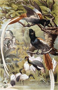 Paradise Flycatchers, plate from 