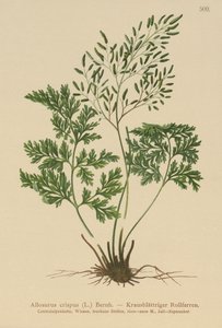 Parsley Fern