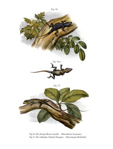 Peach Anole by German School