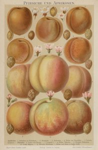 Peaches and Apricots by German School