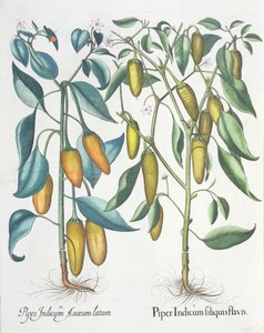 Peppers, from the Hortus Eystettensis by Basil Besler, pub. 1613 by German School