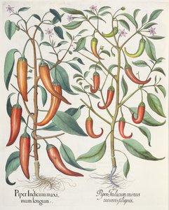 Peppers, from the Hortus Eystettensis by Basil Besler, pub. 1613 by German School