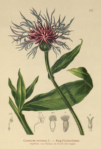Perennial Cornflower