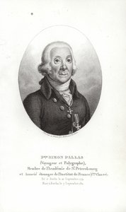 Peter Simon Pallas by German School