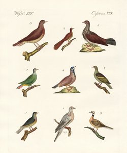 Pigeons from Foreign Countries by German School