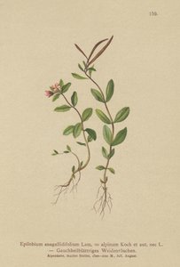 Pimpernel Willowherb by German School