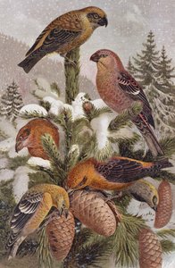 Pine Grosbeak and Crossbill, plate from Brehms Tierleben by German School