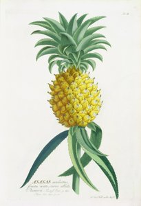 Pineapple engraved by Johann Jakob Haid
