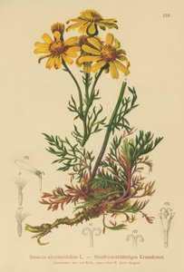 Pinnate-leaved Ragwort