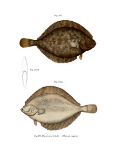 Plaice