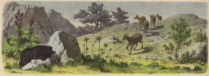 Plants and Animals of the Mountains of Asia by German School