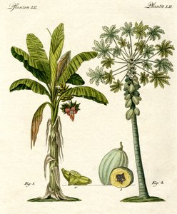 Plants from Hot Countries