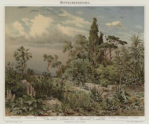 Plants of the Mediterranean by German School